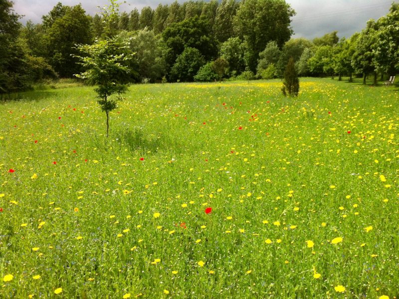 Wild Flower Meadow Planted in Previous Autumn