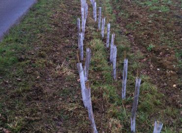 Hedge Planting