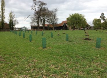 Orchard Planting