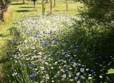 Tree Planting with Wild Flower Seeded Area